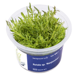Biljka Rotala sp "Nanjenshan"in vitro
