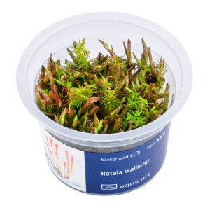 Biljka Rotala wallichii in vitro