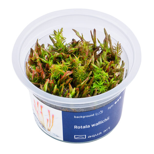 Biljka Rotala wallichii in vitro