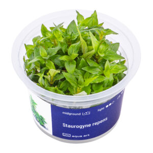 Biljka Staurogyne repens in vitro