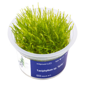 Biljka Taxiphyllum "Spiky" in vitro