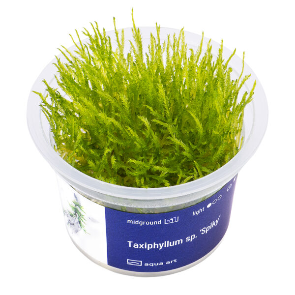 Biljka Taxiphyllum "Spiky" in vitro