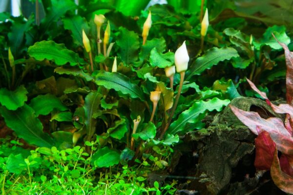 Biljka Bucephalandra sp pygmaea "Bukit Kelam" Tropica - Image 3