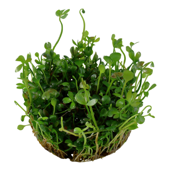 Biljka Marsilea hirsuta Tropica - Image 2