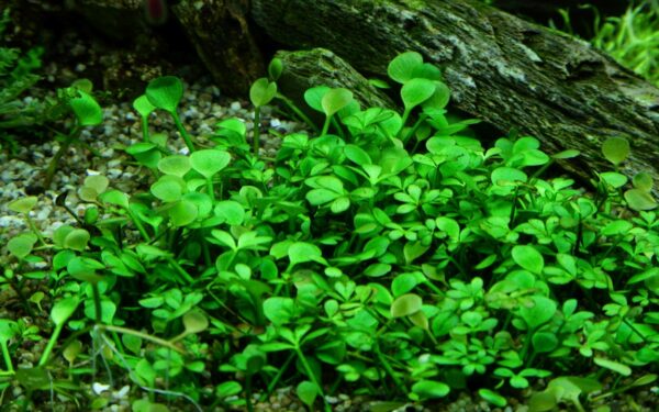 Biljka Marsilea hirsuta Tropica - Image 3