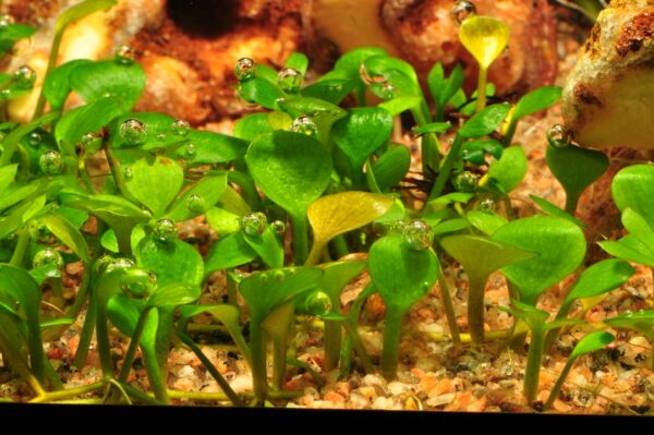 Biljka Marsilea hirsuta Tropica - Image 4