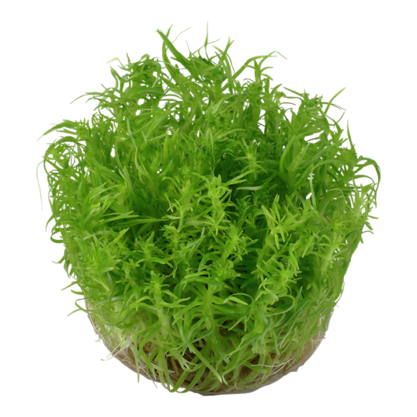 Biljka Pogostemon deccanensis Tropica - Image 2
