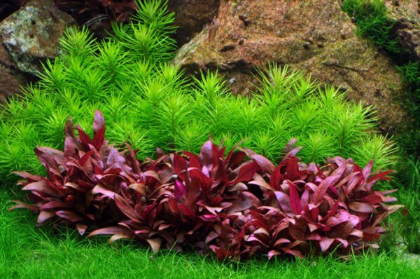 Biljka Pogostemon deccanensis Tropica - Image 4
