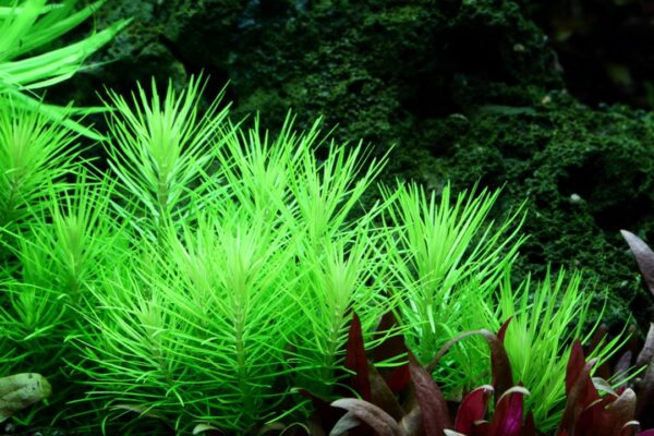 Biljka Pogostemon deccanensis Tropica - Image 3