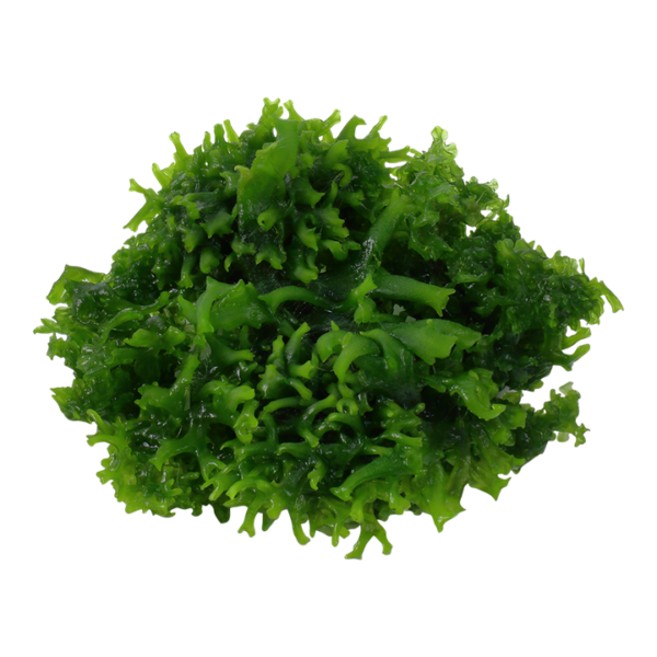 Biljka Monosolenium tenerum Tropica - Image 2