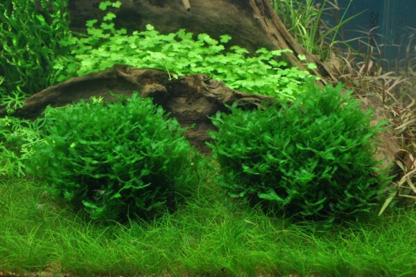 Biljka Monosolenium tenerum Tropica - Image 3