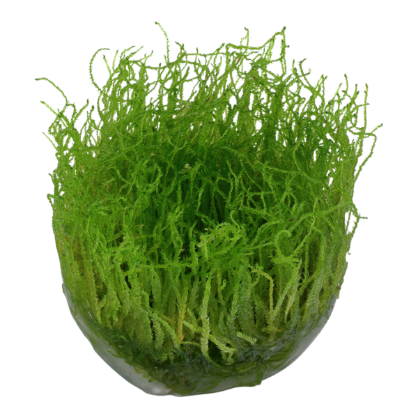 Biljka Taxiphyllum barbieri "Bogor moos" Tropica - Image 2