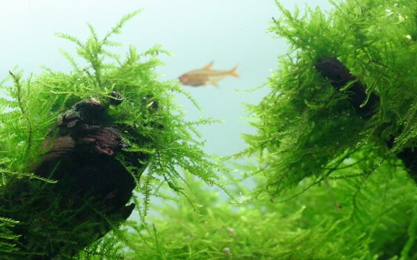 Biljka Taxiphyllum barbieri "Bogor moos" Tropica - Image 4