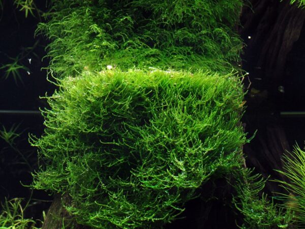 Biljka Taxiphyllum barbieri "Bogor moos" Tropica - Image 3
