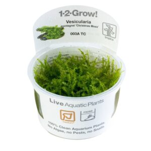 Biljka Vesicularia montagnei "Chistmas moos" Tropica