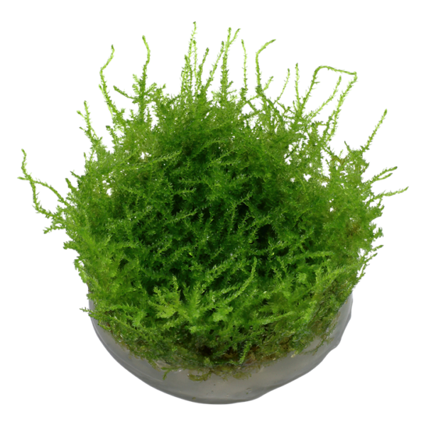 Biljka Vesicularia montagnei "Chistmas moos" Tropica - Image 2