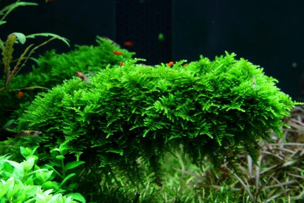 Biljka Vesicularia montagnei "Chistmas moos" Tropica - Image 3