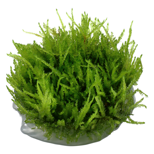 Biljka Vesicularia ferrei "Weeping moos" Tropica - Image 2