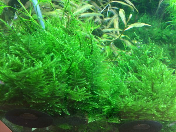 Biljka Taxiphyllum alternans "Taiwan moos" Tropica - Image 3