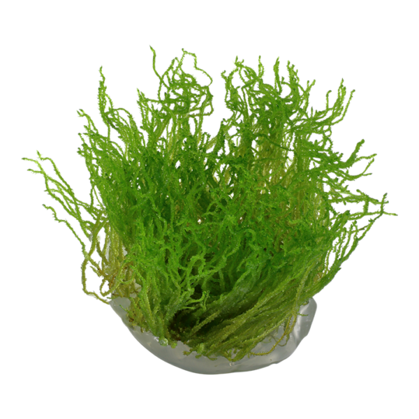 Biljka Taxiphyllum sp "Flame moos" Tropica - Image 2