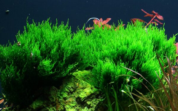 Biljka Taxiphyllum sp "Flame moos" Tropica - Image 3