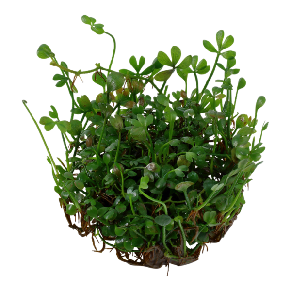 Biljka Marsilea minuta Tropica - Image 2
