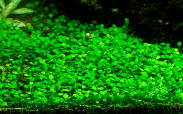 Biljka Marsilea minuta Tropica - Image 3