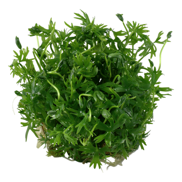 Biljka Ranunculus inundatus Tropica - Image 2