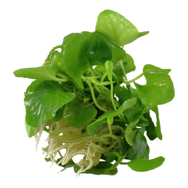 Biljka Nymphoides hydrophylla "Taiwan" Tropica - Image 2