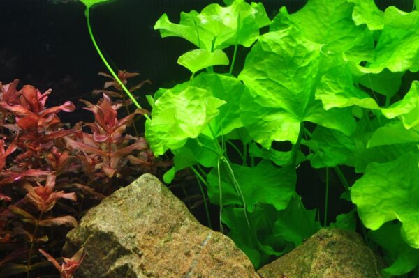 Biljka Nymphoides hydrophylla "Taiwan" Tropica - Image 3