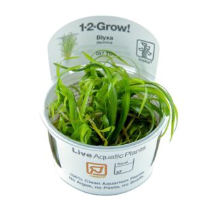 Biljka Blyxa Japonica Tropica