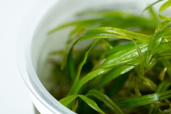 Biljka Blyxa Japonica Tropica - Image 2