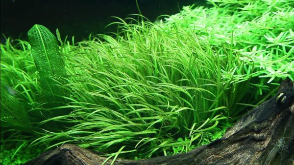 Biljka Blyxa Japonica Tropica - Image 3
