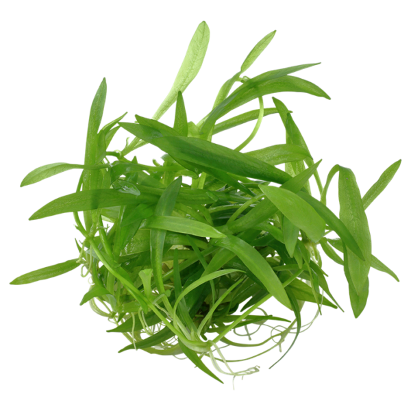 Biljka Helanthium bolivianum "Quadricostatus" Tropica - Image 2