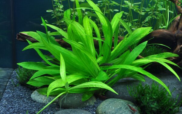 Biljka Helanthium bolivianum "Quadricostatus" Tropica - Image 3