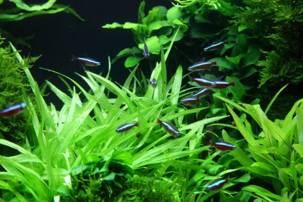 Biljka Helanthium bolivianum "Quadricostatus" Tropica - Image 4