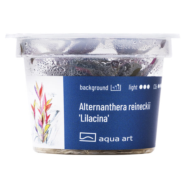 Biljka Alternanthera reineckii 'Lilacina' in vitro - Image 2