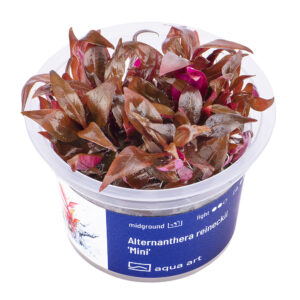 Biljka Alternanthera reineckii "Mini" in vitro