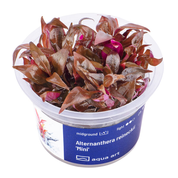 Biljka Alternanthera reineckii "Mini" in vitro