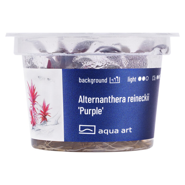 Biljka Alternanthera reineckii Purple in vitro - Image 2
