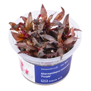 Biljka Alternanthera reineckii Purple in vitro