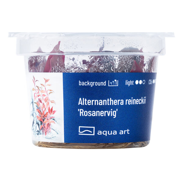 Biljka Alternanthera reineckii "Rosanervig" in vitro - Image 2