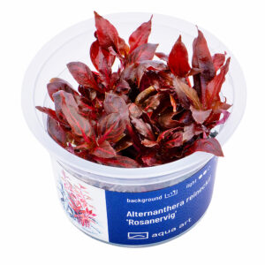 Biljka Alternanthera reineckii "Rosanervig" in vitro