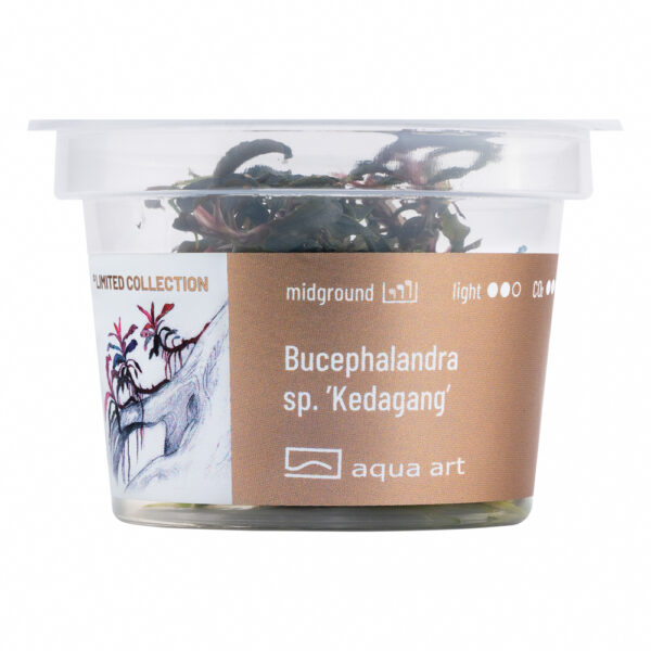 Biljka Bucephalandra sp "Kedaganga" in vitro - Image 2