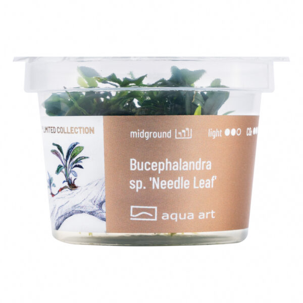 Biljka Bucephalandra sp "Needle leaf" in vitro - Image 2