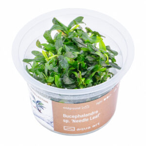 Biljka Bucephalandra sp "Needle leaf" in vitro