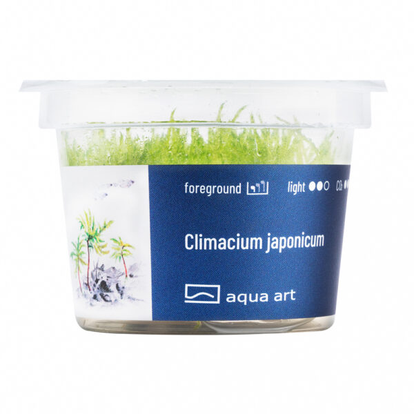Biljka Climacium japonicum  in vitro - Image 2