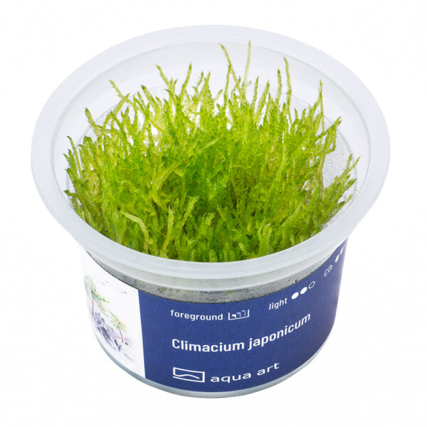 Biljka Climacium japonicum  in vitro