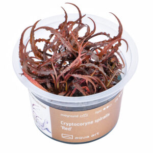 Biljka Cryptocoryne spiralis "Red" in vitro