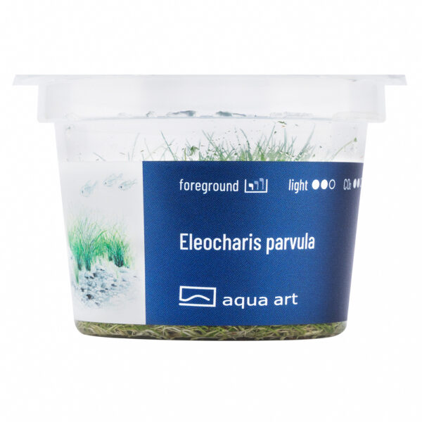 Biljka Eleocharis parvula in vitro - Image 2